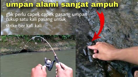 Umpan Wader Ampuh Mancing Wader Pakai Umpan Ini Sekali Pasang Bisa Strike Berkali Kali Youtube