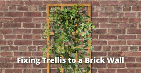 Fixing Trellis To A Brick Wall Garden Doctor