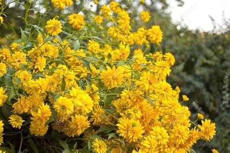 Trova una vasta selezione di piante, semi e bulbi fiori argilla a prezzi vantaggiosi su ebay. Bush con fiori gialli - Foto Stock: Foto, Immagini ...