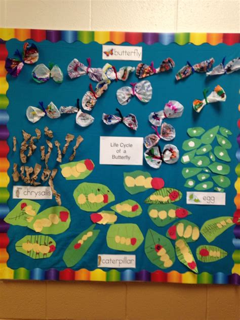 Butterfly Life Cycle Bulletin Board Made By The Students Butterfly