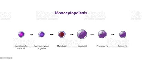 Monocytopoiesis The Development Of Monocyte Stock Illustration