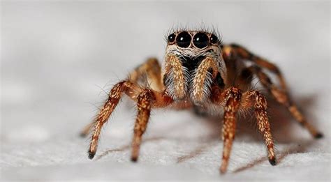 A Quick And Easy Photo Guide To To Identifying Spiders In Your Home And