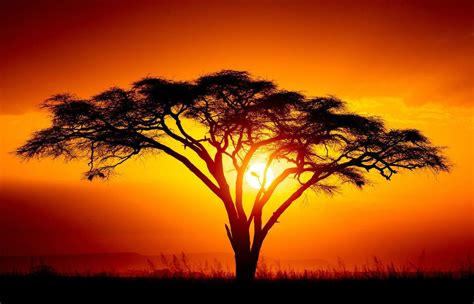 Framed Print African Israeli Babool Tree At Sunset Picture Serengeti