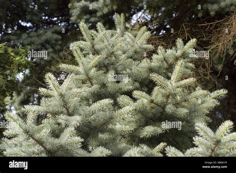 Picea Pungens Glauca High Resolution Stock Photography And Images Alamy