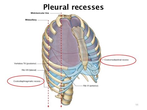 Anatomy Of Pleura