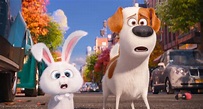 The Secret Life of Pets | HuffPost