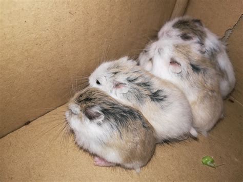 4 Week Baby Roborovski Hamsters Very Tame And Friendly In West
