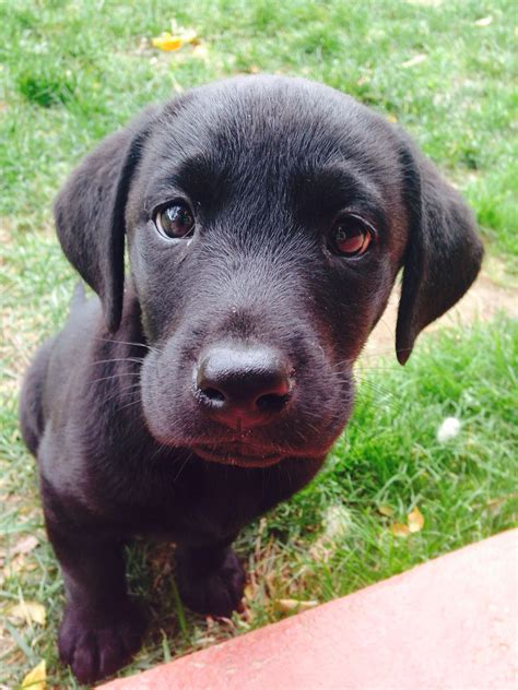 Available Black Lab Puppies