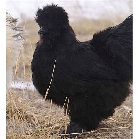 Cackle Hatchery Black Silkie Bantam Chicken Straight Run Male And