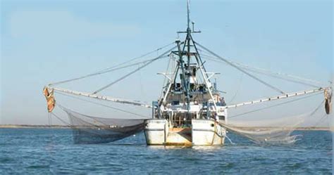 Inicia Temporada De Pesca De Camarón En El Golfo De México