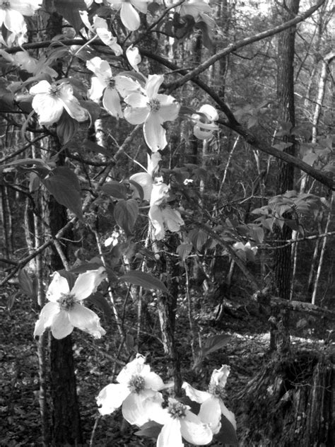Dogwood Tree Blooms Nature Photograph Fine Art Photograph Black And