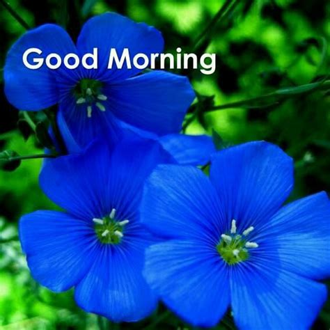 Good Morning Blue Flowers Images