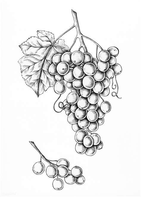 Download Premium Illustration Of Hand Drawn Fresh Grapes Illustration