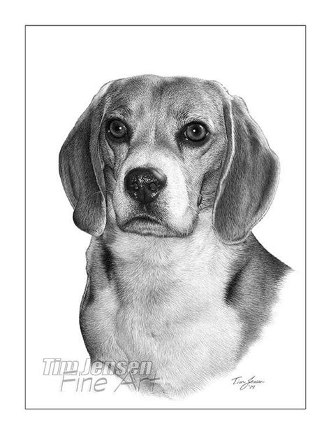 Beagle Dog With Long Ears And Wet Nose In A Classic Pose Print Of A