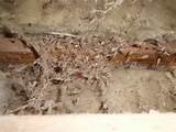 Photos of Identifying Termite Damage