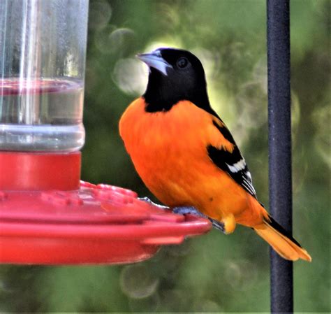 Barry The Birder Spring 2018s First Northern Oriole Arrives