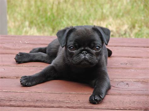 Pug Dog Breed Information Pictures And More