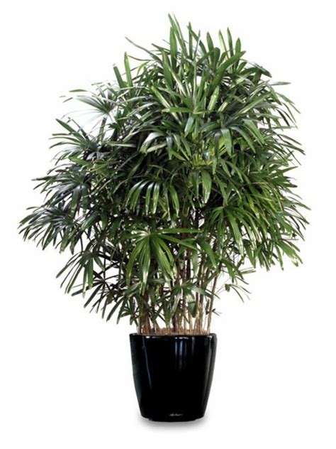 Palm Species Houseplants Rhapis Excelsa Is One Of The Most Popular