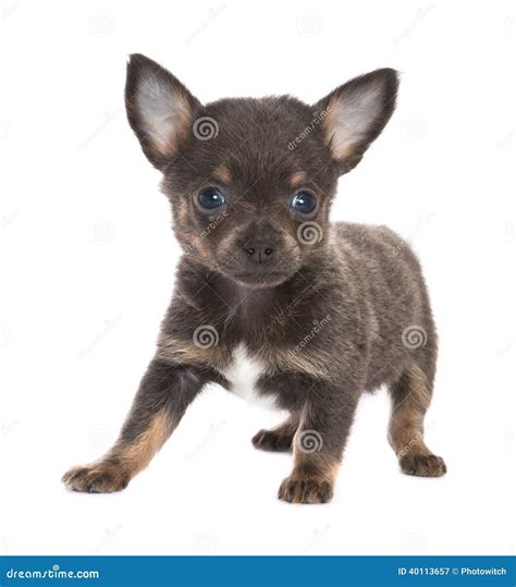 Black Chihuahua Puppy Stock Image Image Of Little Chihuahua 40113657