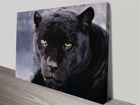 Black Panther Animal Wall Art Blue Horizon Prints Australiia