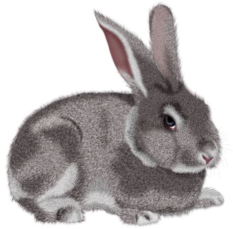 Pet Clipart Bunny Pet Bunny Transparent Free For Download