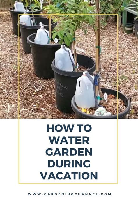 Container Irrigation Jug Drip System With Text Overlay How To Water Garden During Vacation