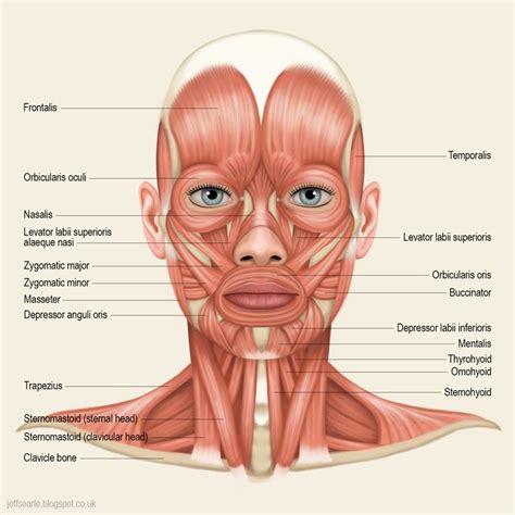 An Image Of The Muscles And Their Major Facial Structures On A White