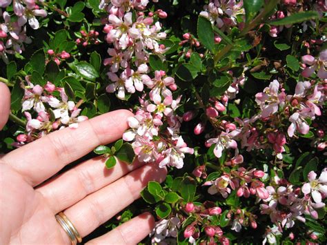 Escallonia Hedging Pink Escallonia Hedge Plants Evergreen