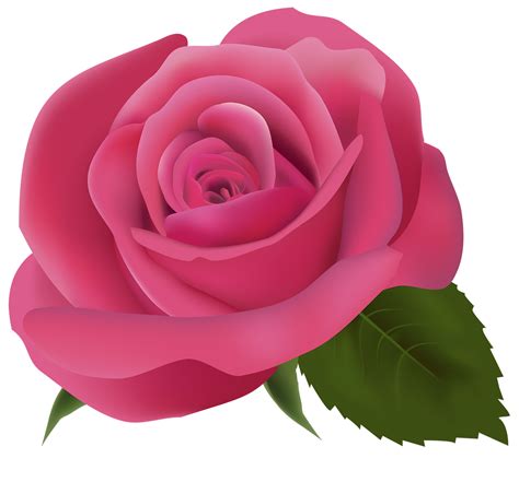 Rosa Rose Transparent Png