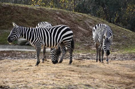 Zebra Animal Facts Equus Zebra Equus Quagga Equus Grevyi Az Animals