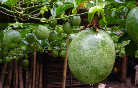 5 Fruits That Grow On Vines That You Need To Grow Backyarddigs
