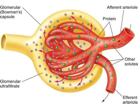 Glomerular Filtration Shown Is The Bowmans Capsule Yellow And The