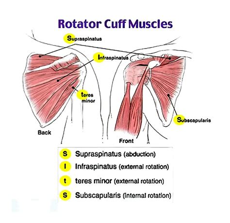 Rotator Cuff Muscle With Anatomical Posterior And Anterior View Expample Stock Illustration