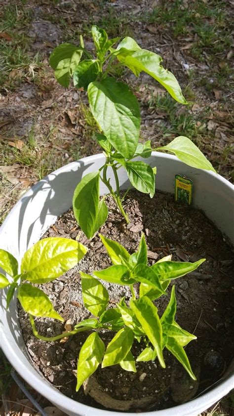 Pin By Mike Foley On Hot Peppers In 5 Gallon Buckets Growing Hot