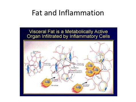 Visceral Fat