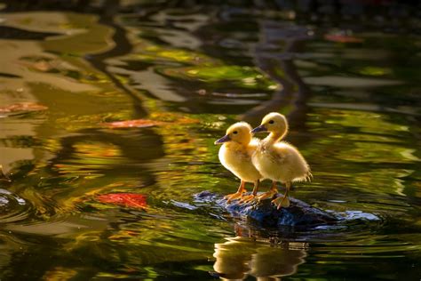 Download Water Reflection Duckling Baby Animal Bird Animal Duck Hd