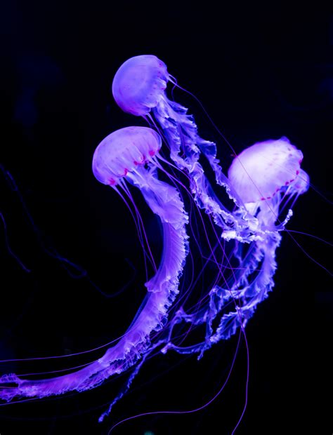 Wallpaper Jellyfish Underwater World Neon Glowing 4000x5233