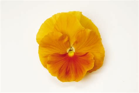 Pansy Matrix Orange Nareys