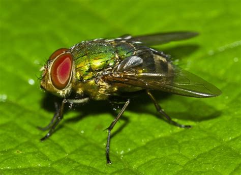 Blow Fly Identification Guide