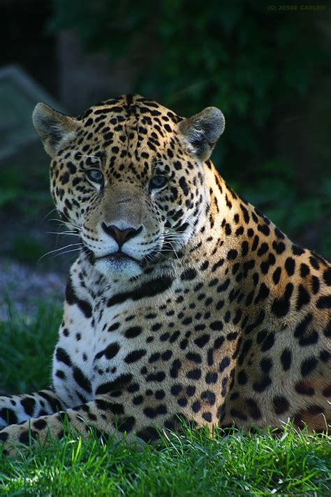 Relaxing Jaguar Jaguar Resting At The Toronto Zoo Jesse Cablek Flickr