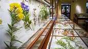 Glass Flowers: The Ware Collection of Blaschka Glass Models of Plants ...