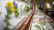 Glass Flowers: The Ware Collection of Blaschka Glass Models of Plants ...