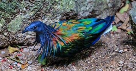 Birds make up the largest group of vertebrates with the exception of fish. Nicobar Pigeon - The Closest Living Relative to the Dodo Bird