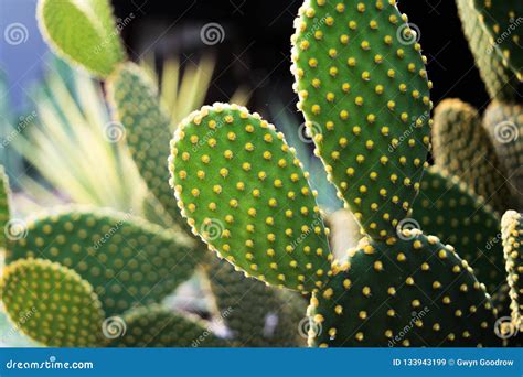 Opuntia Green Prickly Pear Cactus Desert Plants Close Up Stock Image