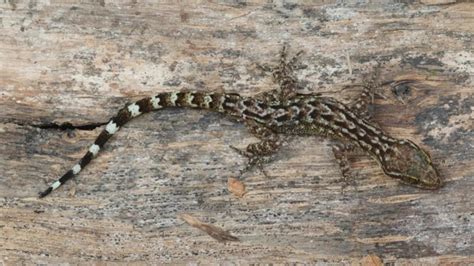 Indian Researchers Discover New Gecko Species In Arunachal Pradesh