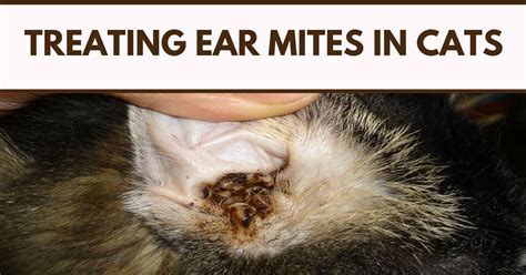 Yeast Infection Early Stage Cat Ear Mites