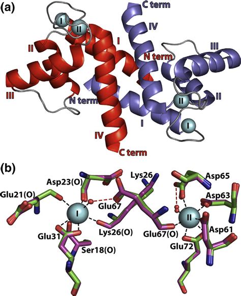 Calcium Ion Coordination In The X Ray Structures Of S100bca 2 In The
