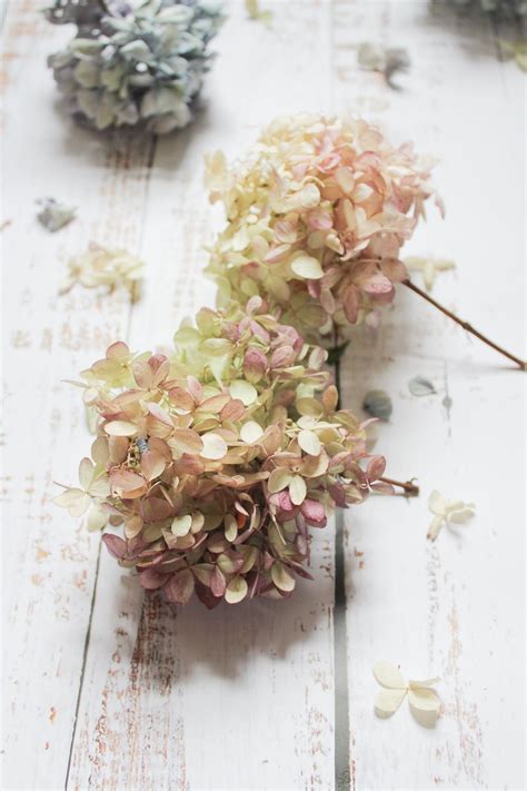 Dried Hydrangeas Make A Simple And Affordable Decorative Accent In Any