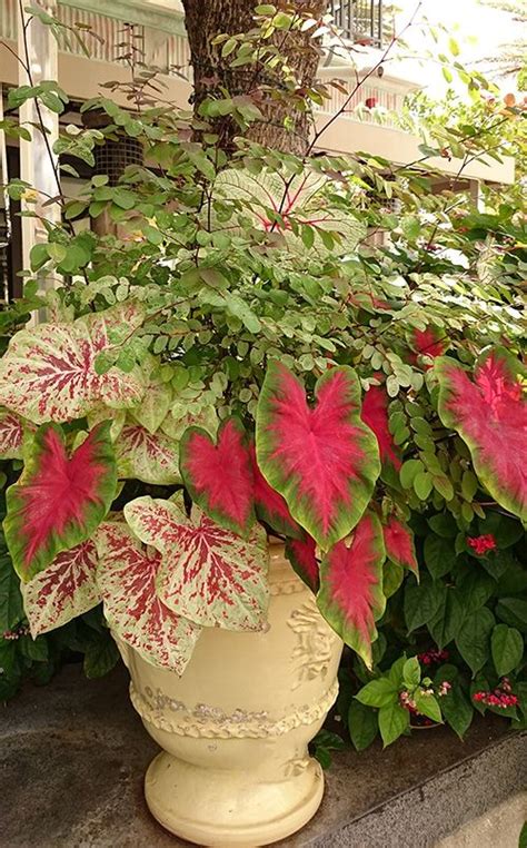 Use Tropical Shade Plants In Your Garden Costa Farms Container