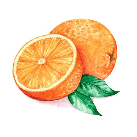 Premium Photo Hand Drawn Watercolor Illustration Of Isolated Orange